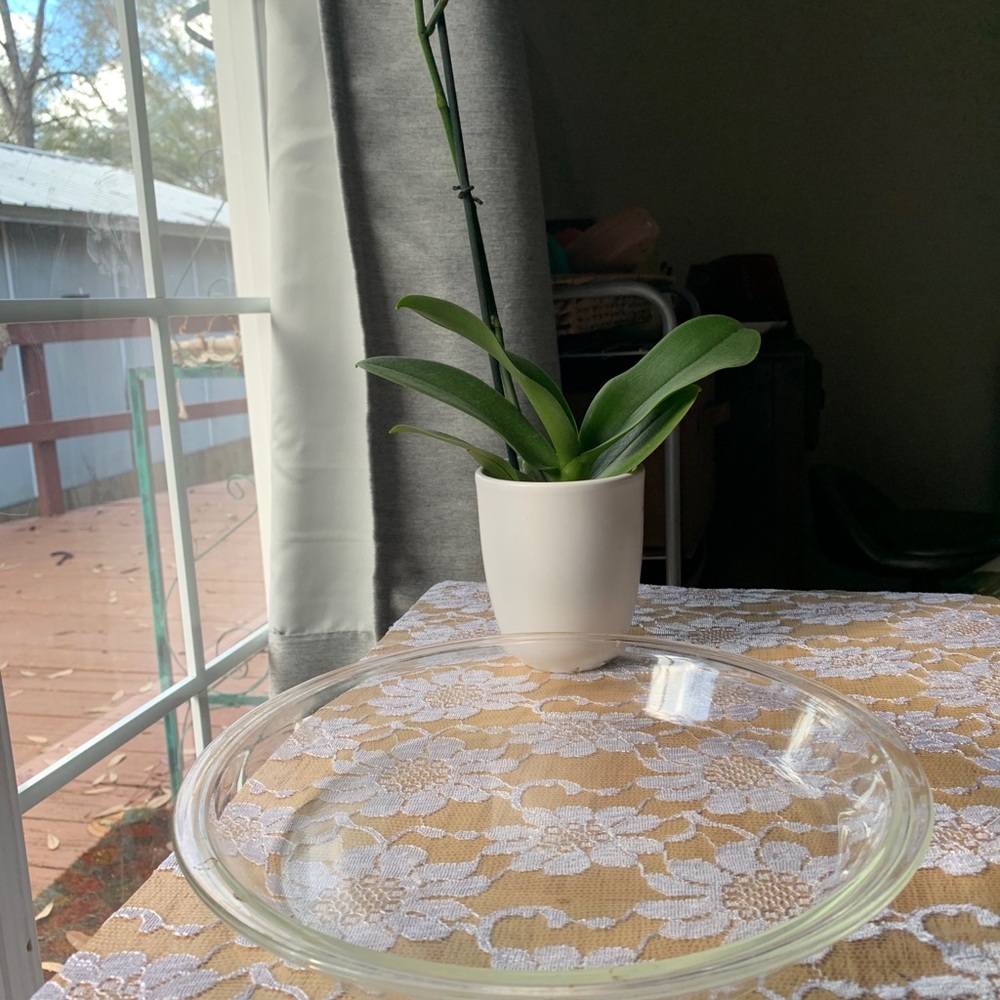 Pyrex plates - Picture 12 of 13